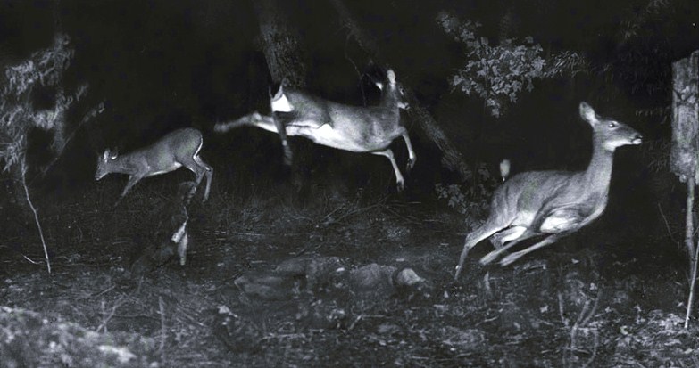 leaping-deers